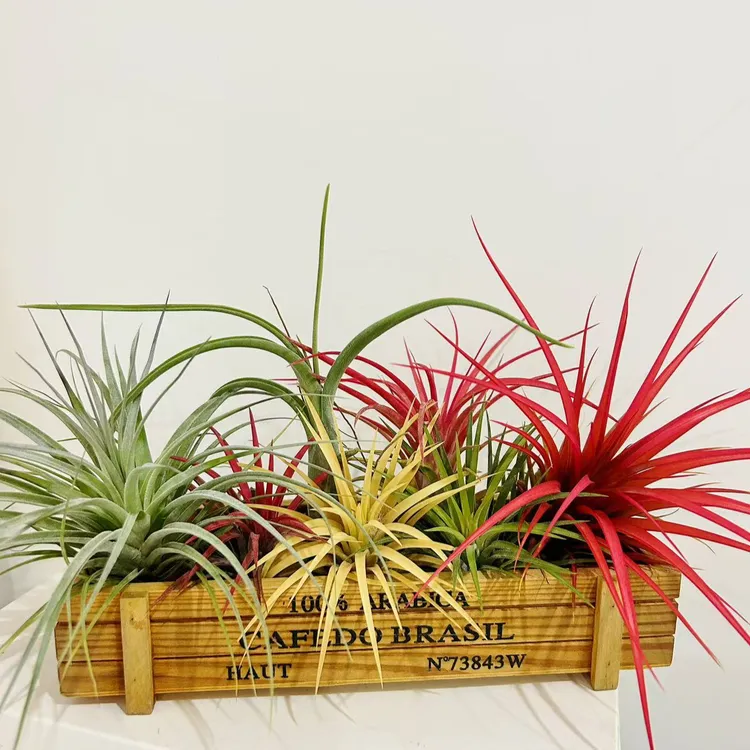 空气凤梨豪华（红雨林休斯顿花中花贝精红绿黄精灵）7颗