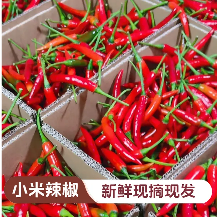 新鲜小米辣椒农家自家种植鲜辣椒产地现摘现发小米椒朝天椒红小米