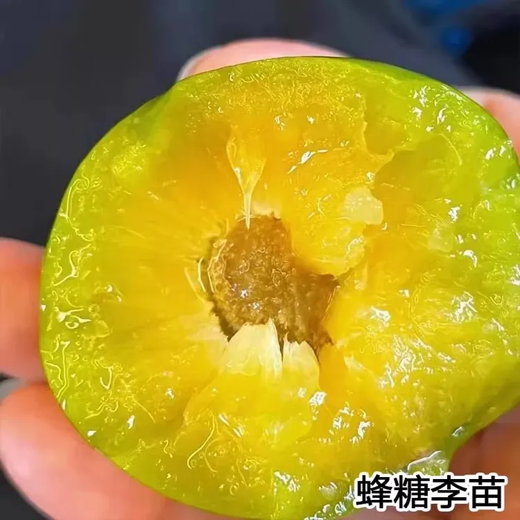 嫁接蜂糖李子树苗嫁接特大晚熟脱骨青脆李子果树苗南北方种李树苗商品图