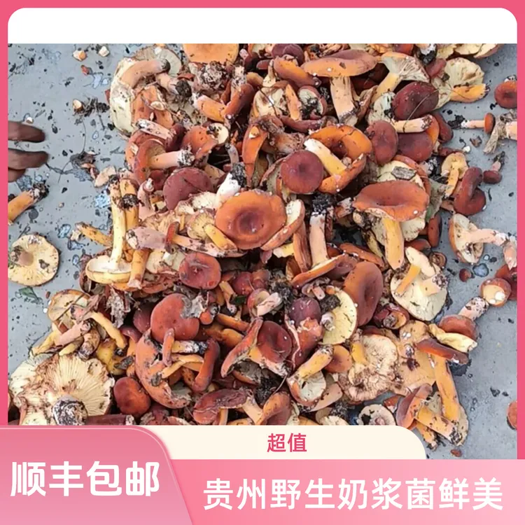 贵州野生新鲜奶浆菌