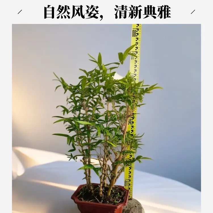 可室内外种植的佛肚竹盆景绿植盆栽原盆原土带叶观赏绿植竹子盆栽