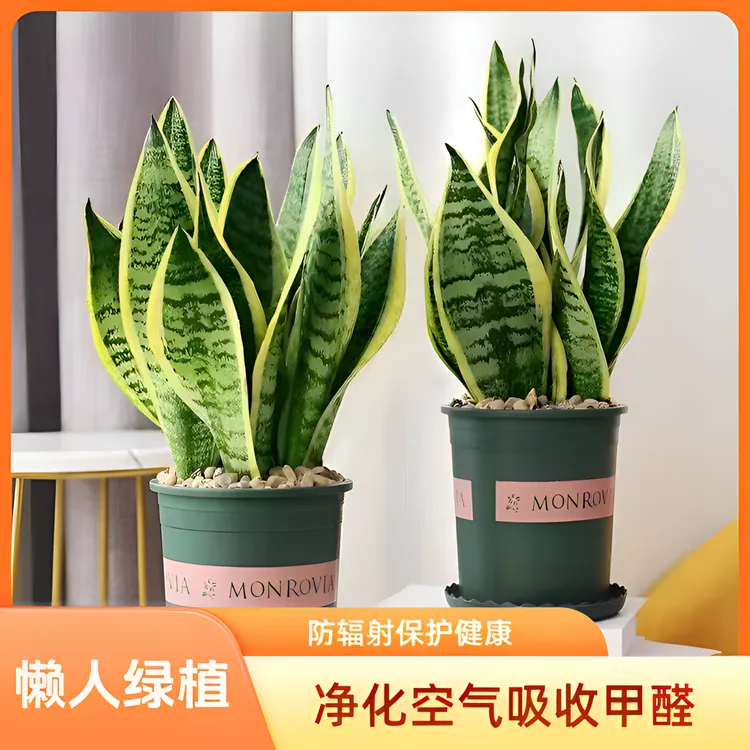 【新家绿植】矮脚金边虎皮兰客厅办公桌绿植除甲醛净化空气防辐射