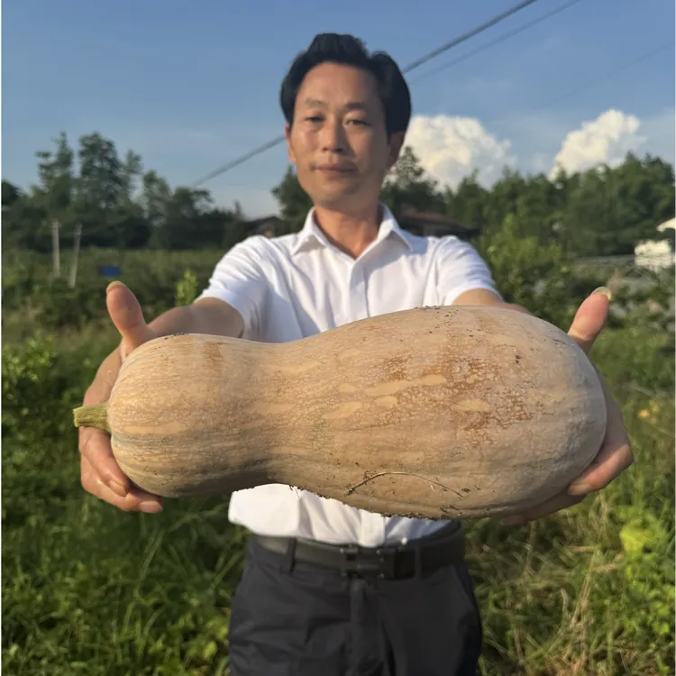 新鲜农家黄老南瓜当季蔬菜可作宝宝辅食