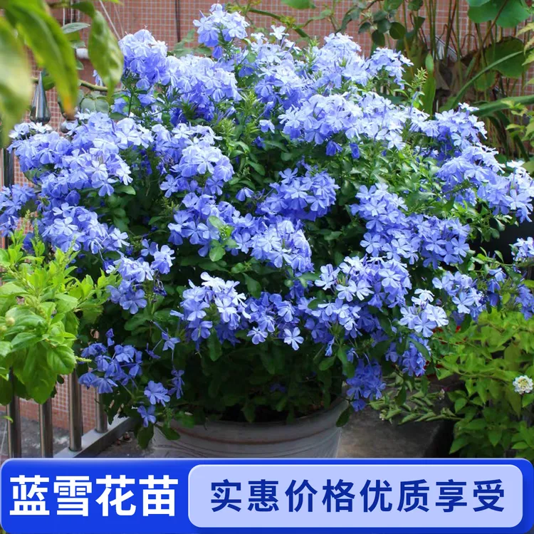 蓝雪花盆栽大苗棒棒糖蓝色耐热耐寒四季开花阳台花卉基地直销盆栽