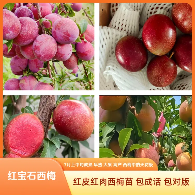 【红宝石西梅苗】红皮红肉西梅苗 西梅大果裸根苗