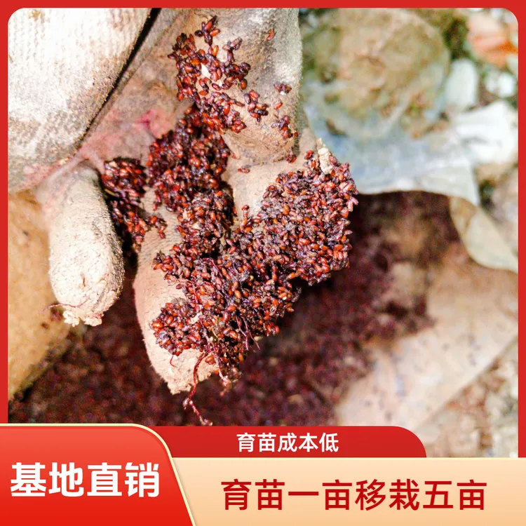 黄连种子四川纯新鸡爪连籽优质无杂质发芽率高药材种子南洋杉