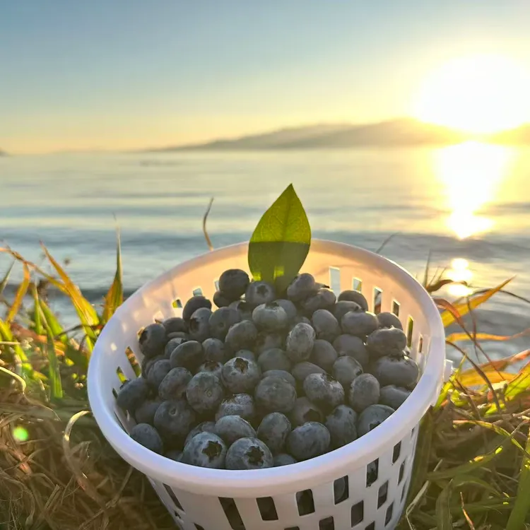当季现摘蓝莓【脆甜花香L25】现摘现发当季新鲜蓝莓宝妈孕妈搭档