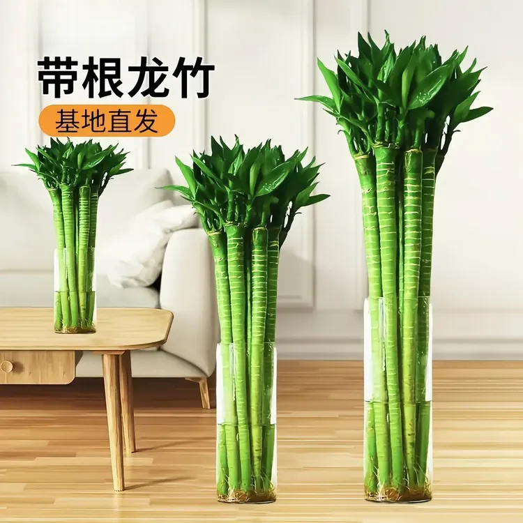 龙竹 文昌竹 4支带根 水养文昌竹龙竹水培植物室内客厅植物