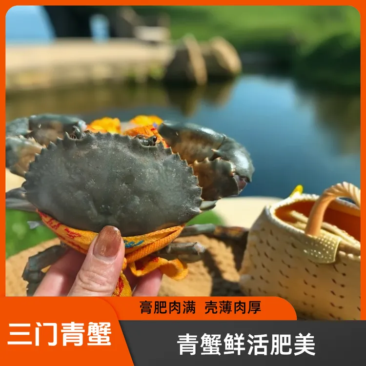 正宗三门青蟹 公蟹 海鲜鲜活水产