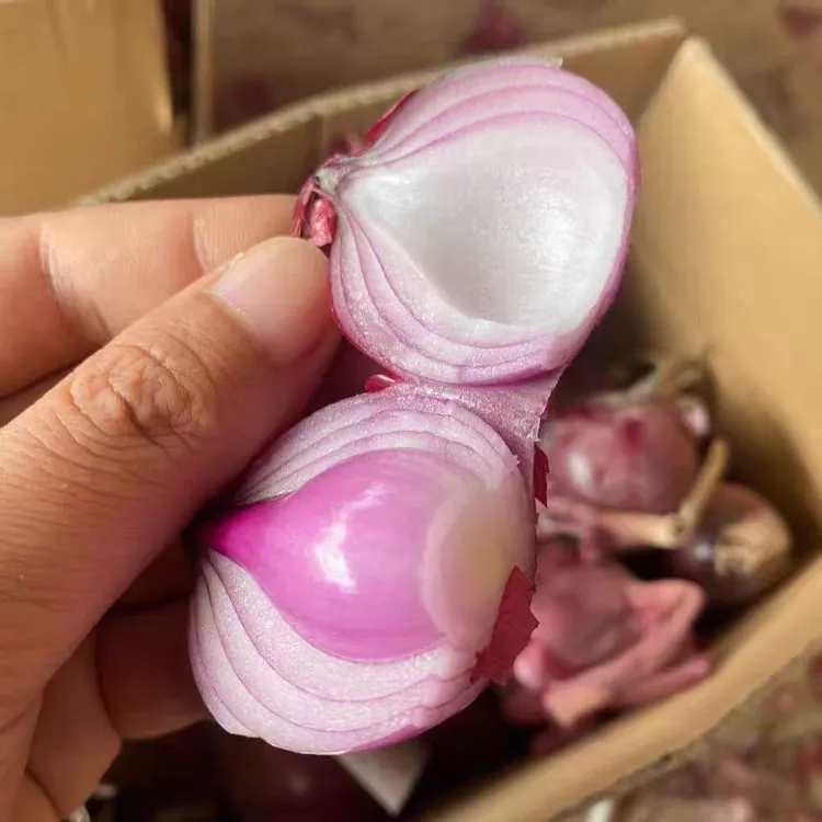 【珍珠小洋葱】紫红皮小香葱生吃微辣微甜可以炒菜凉拌蘸酱当季蔬菜