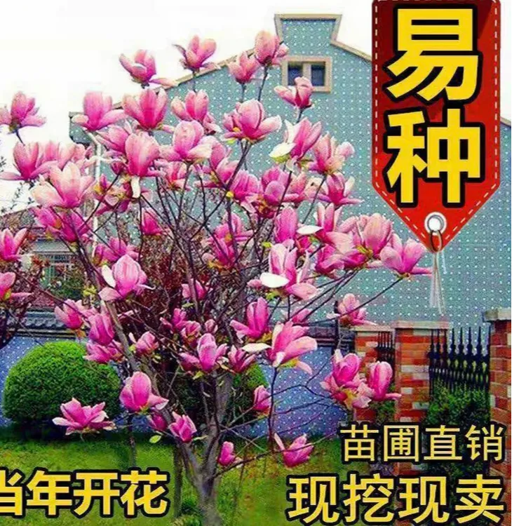 玉兰花树一物一拍南北方种植庭院四季花卉耐寒植物