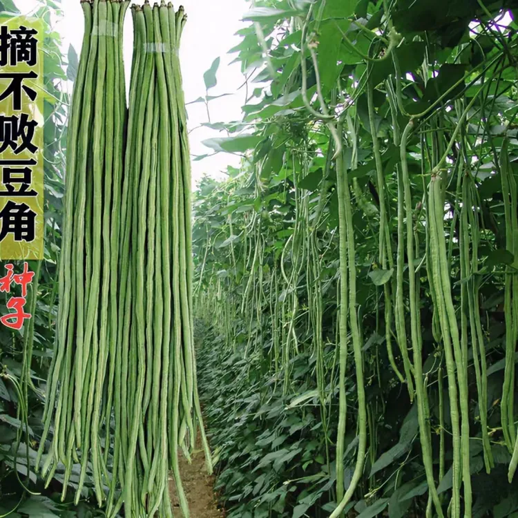 豇豆种子 长豇豆豆角种子春季蔬菜种子一点红高产简单营养天然