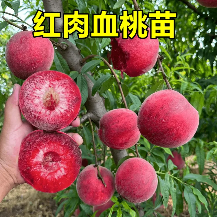 正宗嫁接血桃树苗盆栽地栽阳台庭院大果苗南方北方果树苗当年结果商品图