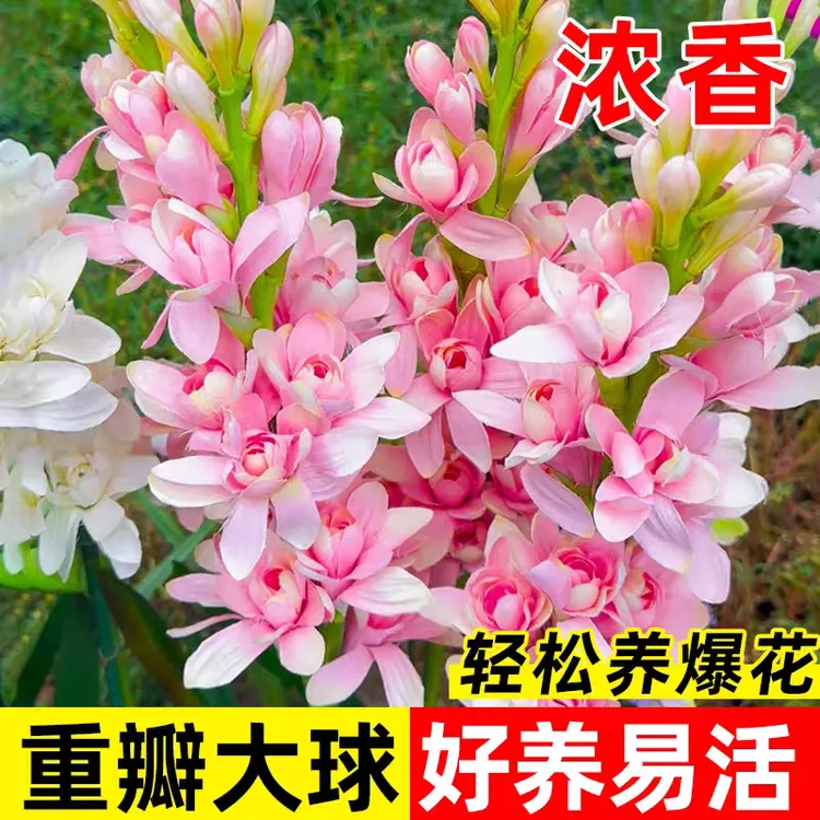 【晚香玉精品苗】晚香玉种球花苗浓香型多年生植物室内外庭院花卉