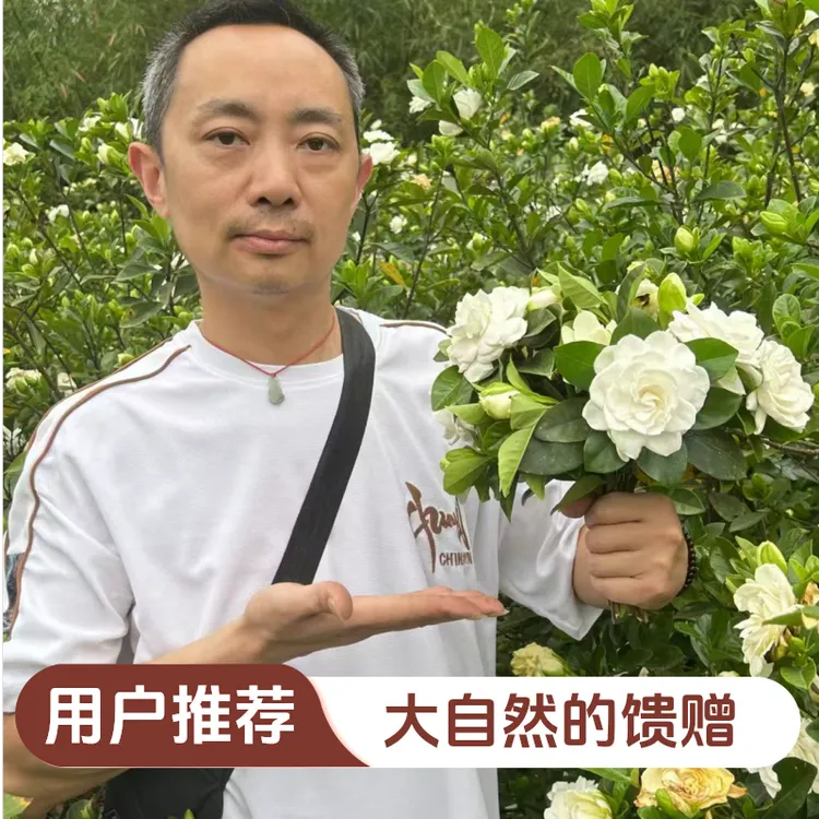 现摘鲜切栀子花重瓣包邮浓香型鲜花室内水培插花水养花四季栀子花