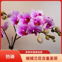 悠花里蝴蝶兰（绝代双骄全花发货）开花珠发货