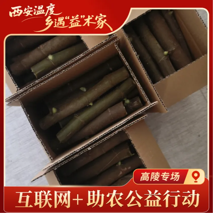 【助农甄选】无花果枝条 20根 品种随机 开盲盒