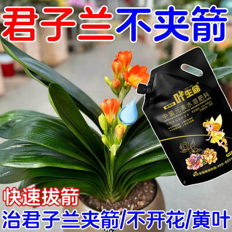 【一滴拔箭】君子兰快速拔箭授粉专用营养液君子兰防黄叶不对称