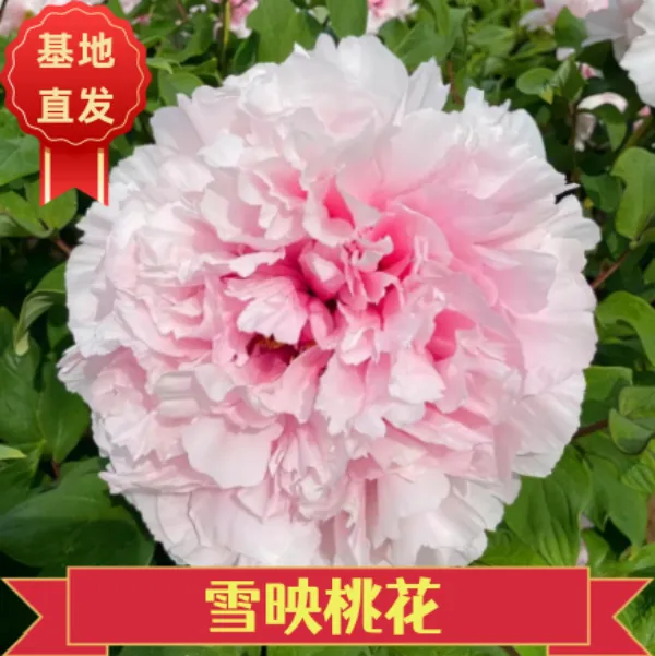 【雪映桃花牡丹】粉色系庭院种植地载盆栽基地直发
