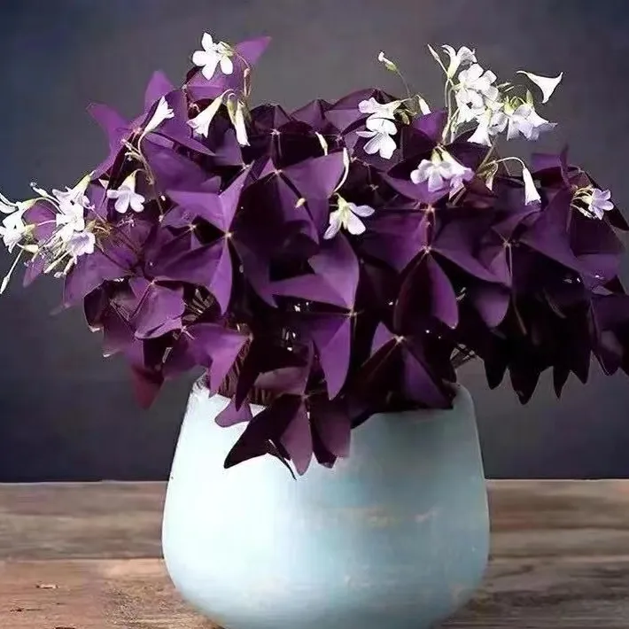 幸运草酢浆草紫叶带盆栽好基地直发阳台庭院绿植盆栽好紫叶酢浆草