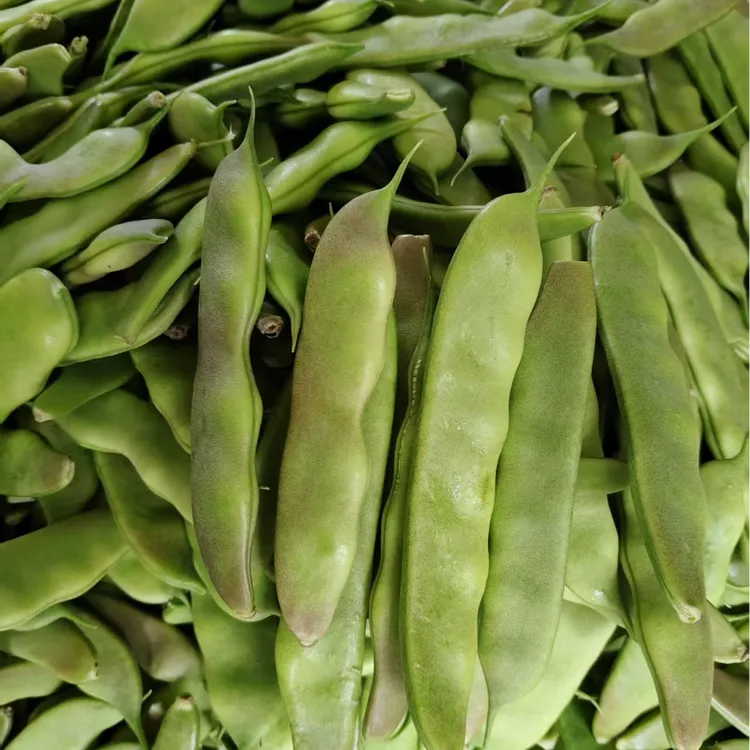 正宗东北油豆角九月青吉林省大宽油豆角现摘新鲜当季嫩蔬菜一点红