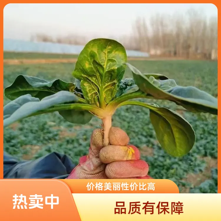 河南露天霜打矮杆红根趴地小菠菜新鲜青菜叶菜矮脚矮脚菠菜