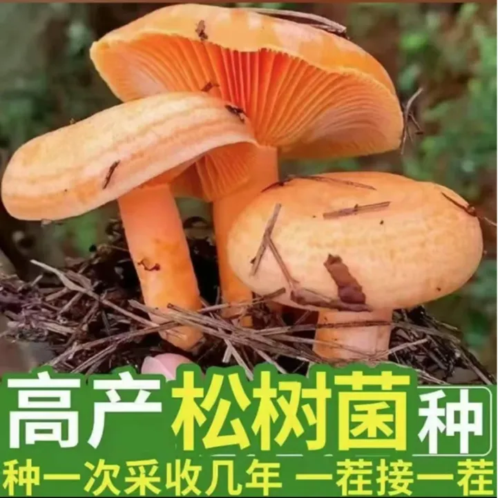 【只发菌包】正宗松树菌菌包高产黄枞菌人工栽培四季种植-N
