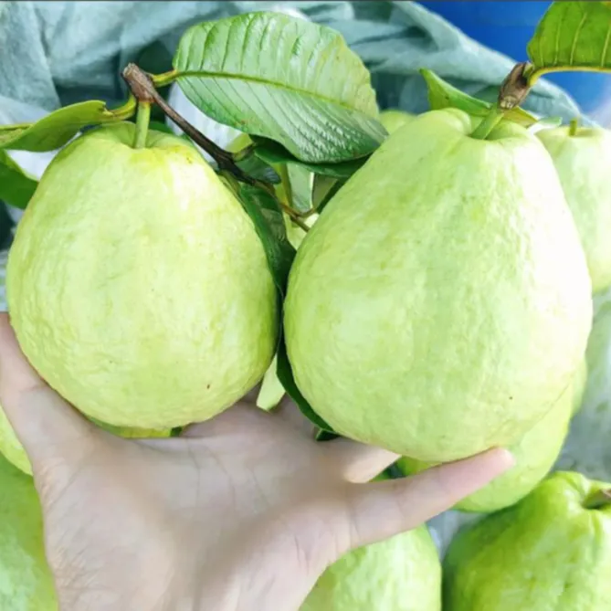 广州南沙万顷沙新鲜现摘白心番石榴甜脆多汁口感浓香水果白芭乐