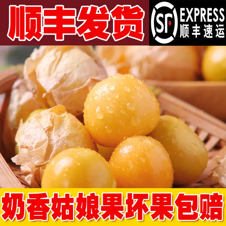 现摘东北菇娘果新鲜菇娘儿花姑娘灯笼果菇凉果顺丰包邮