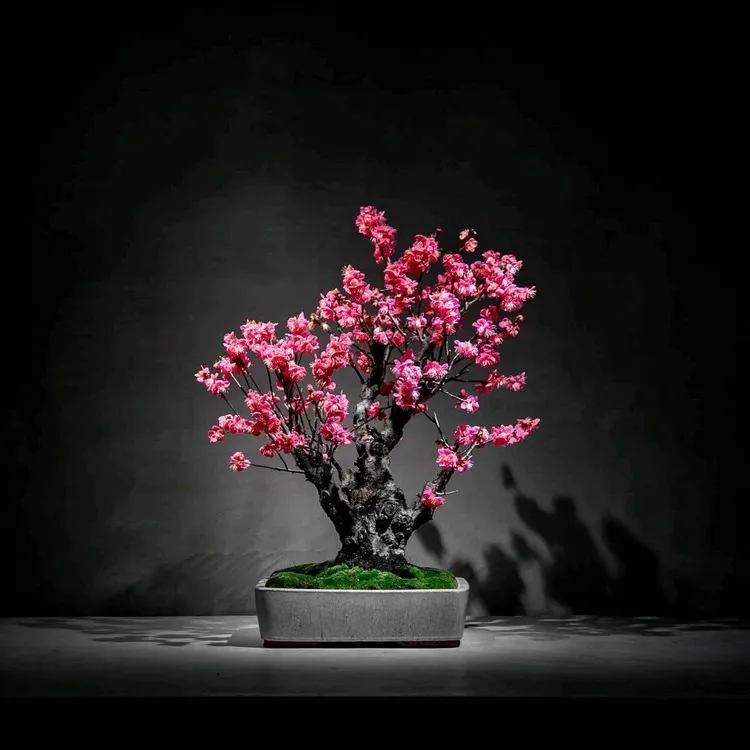 梅花红绿梅盆景老桩朱砂梅乌梅造型树桩室内耐寒盆栽植物