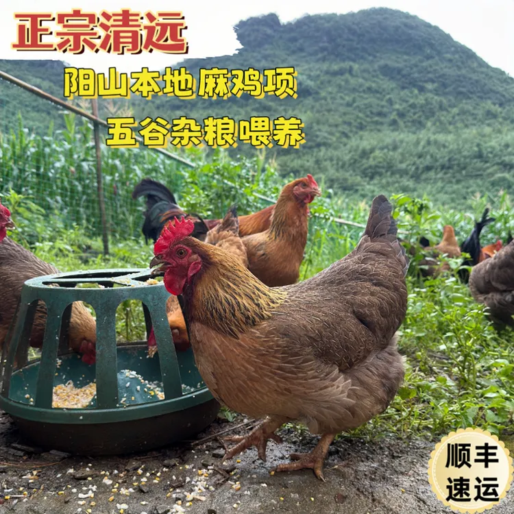 广东清远阳山麻鸡 230天生态散养农家土鸡母鸡 现宰现发