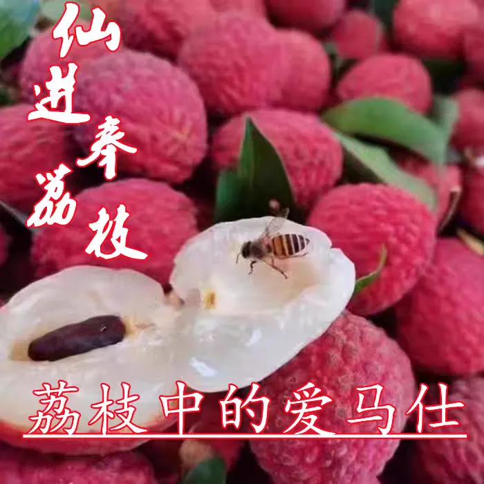 广西仙进奉荔枝新鲜仙进奉应季整箱现摘现发荔枝新鲜
