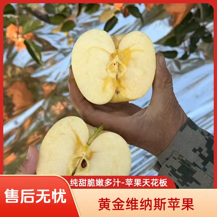 王凤台·【黄金维纳斯苹果纯甜无酸苹果天花板】