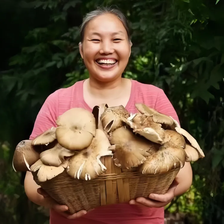 四川仁寿县斗鸡公/斗鸡菇/鸡枞菌/野生菌/顺丰快递