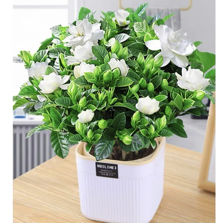 大叶栀子花浓香型栀子花盆栽 植物花卉室内客厅阳台绿植四季好养商品图
