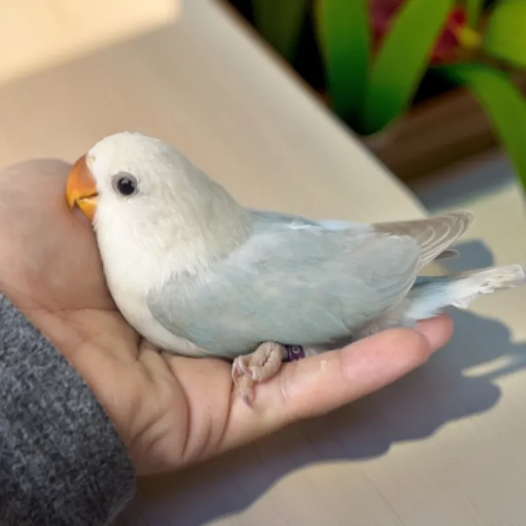 手养特色牡丹鹦鹉 直播间专拍