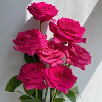 鲜花【弗洛伊德】同地址两单以上顺丰包邮送货上门+送配草1扎