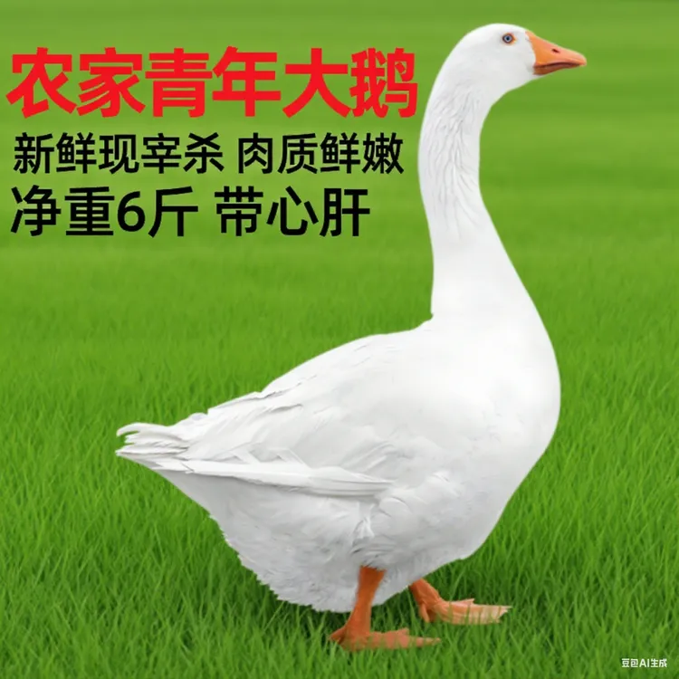 农家散养整只大白鹅 东北大鹅新鲜重6斤带心肝顺丰冷链送货上门