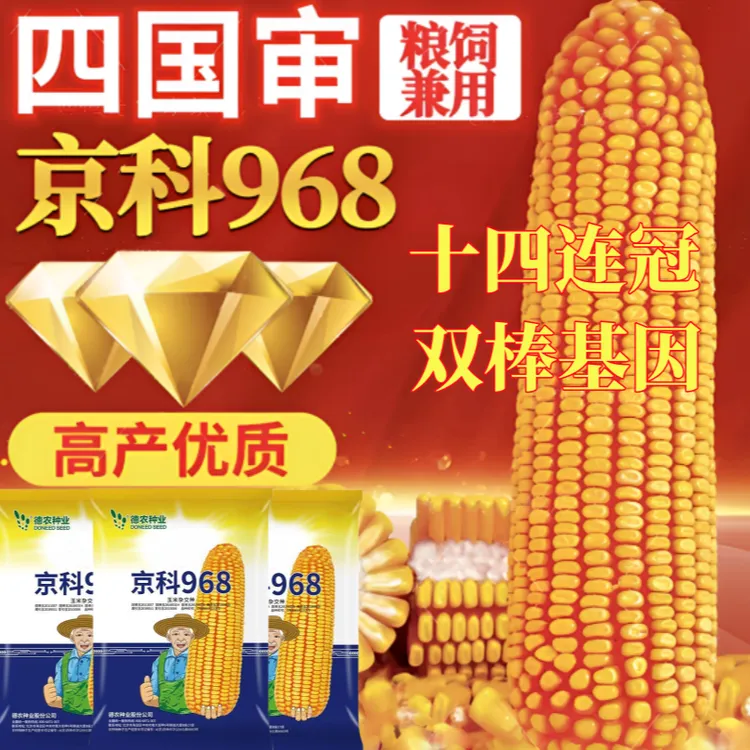 京科968双胞胎国审矮杆大棒玉米种耐高温矮杆抗倒抗病细轴硬质粒商品图