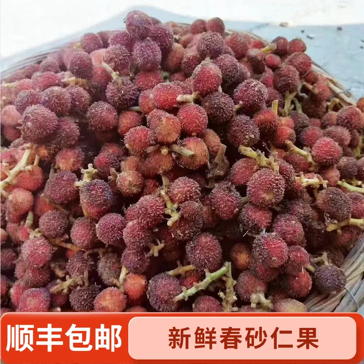 新鲜春砂仁果顺丰包邮 阳春特产生砂仁果春沙仁鲜果浸泡蜂蜜一斤