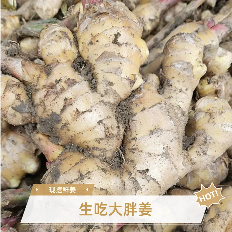 【现挖鲜姜】生姜生吃大姜家用糖醋姜泡姜大胖姜安徽产地直发