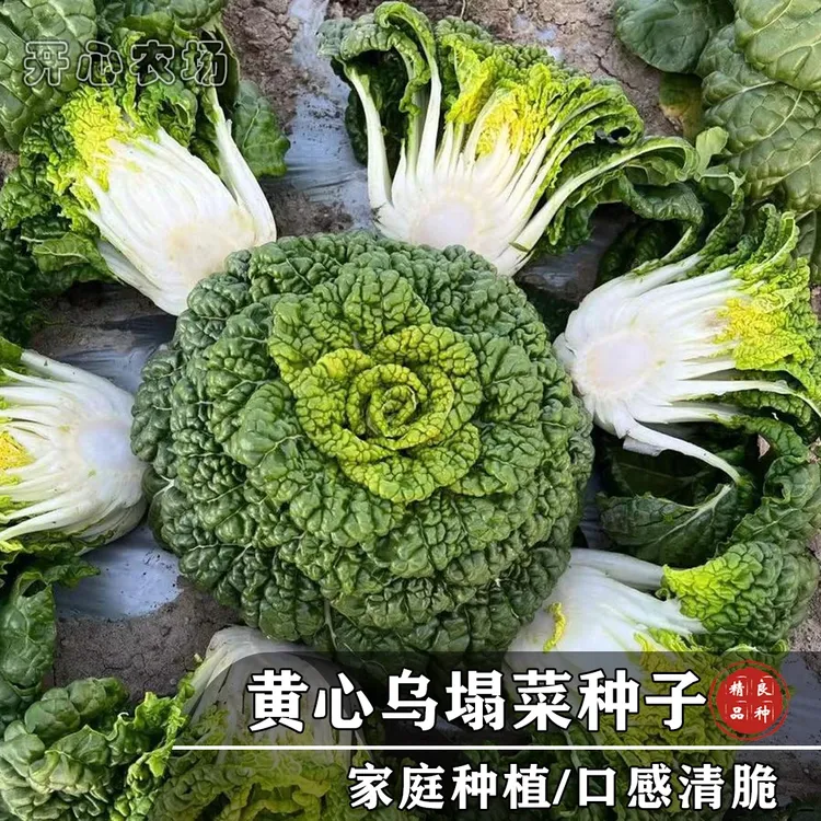黄心乌塌菜种子耐低温易种植家庭小院种植蔬菜产量播种四季