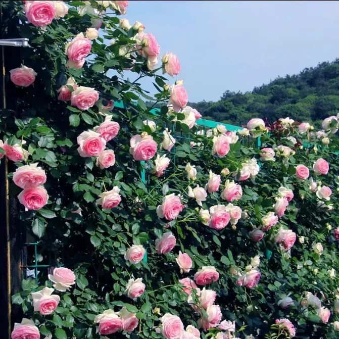 【W】蔷薇花种子爬藤月季玫瑰四季种植爬墙攀援庭院室内花卉盆栽植商品图