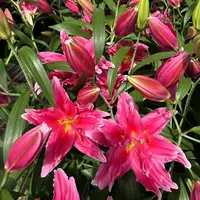 乔乔花屋 1球艾琳娜18/20艳粉色重瓣香水百合球四季可种 不带盆土