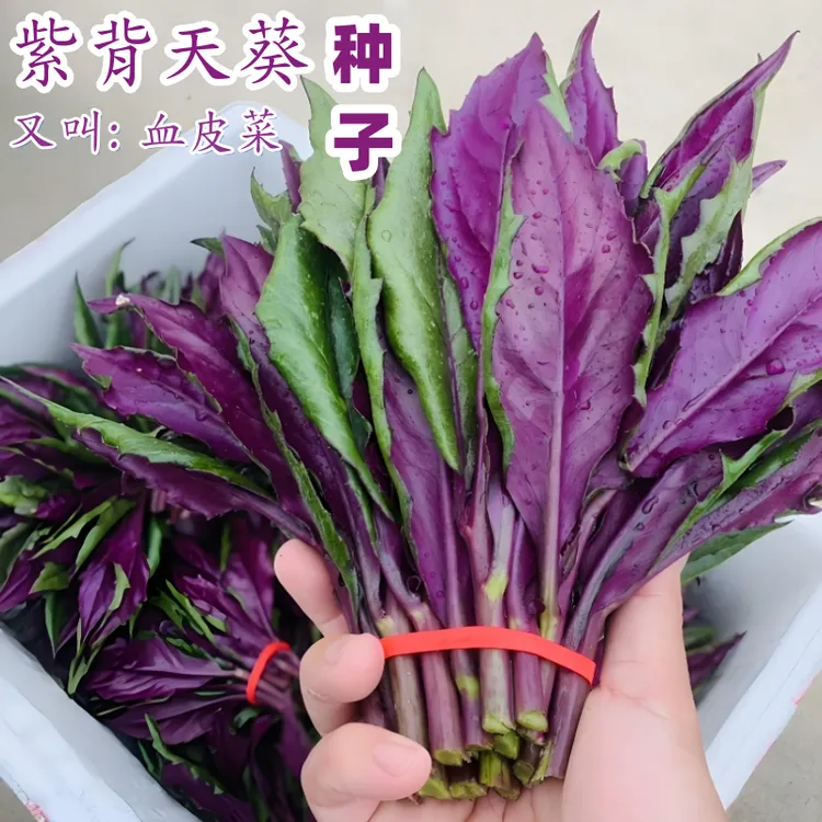 紫背天葵血皮菜种子四季播种阳台盆栽小院种植简单夏季蔬菜