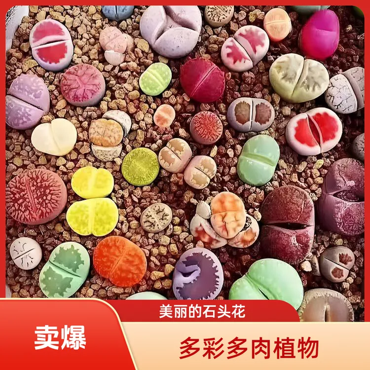 800-839彩色组合生石花多肉盆栽好养易度夏适合室内阳台种植