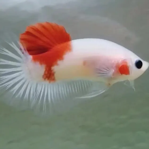 101-140号渔场自选泰斗 泰国斗鱼 包邮到家 小型热带鱼活体发货