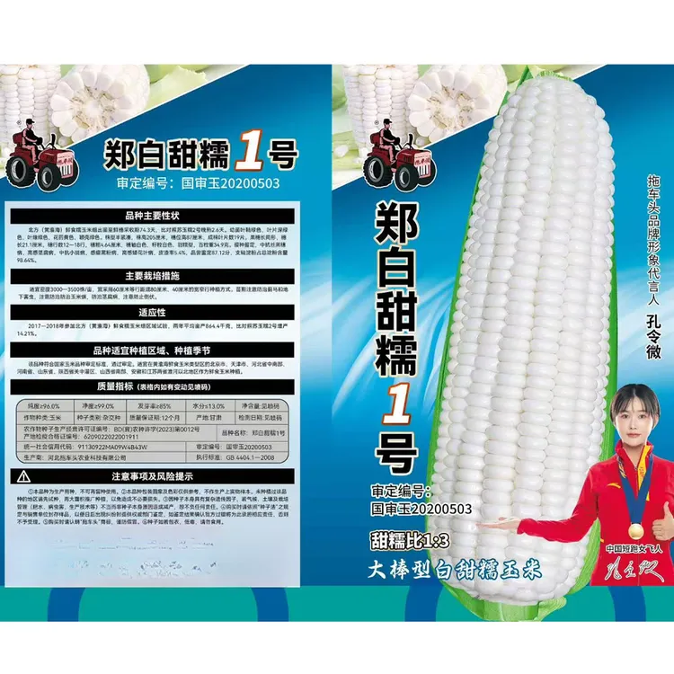 【郑白甜糯1号】拖车头(黄淮海)鲜食糯玉米白甜糯玉米甜糯比1:3