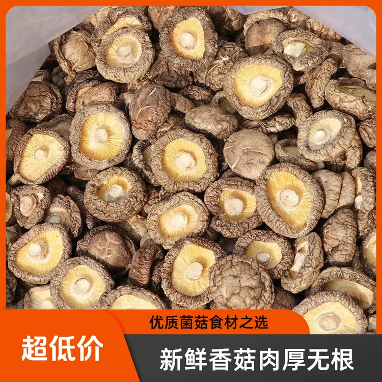 新鲜香菇干货肉厚无根可用于火锅煲汤的优质菌菇食材高山小香菇