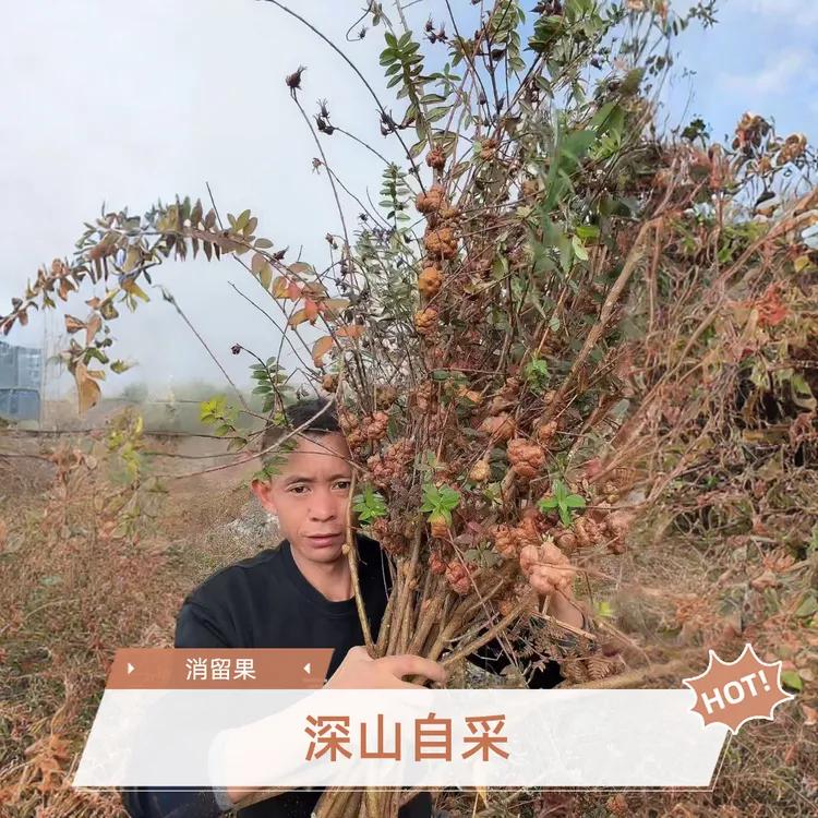 精选原产地高海拔山货清留果煮水泡酒（可搭配血塞通益智仁神牛根）